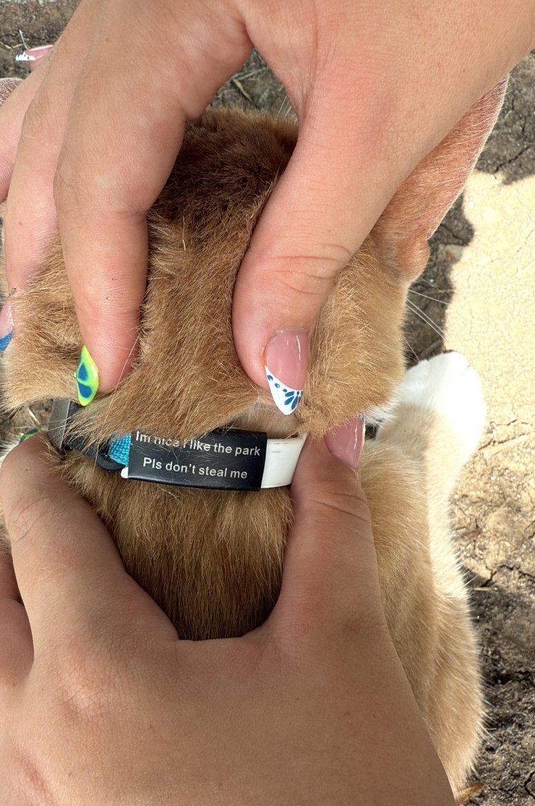 honest cat collar I like park
