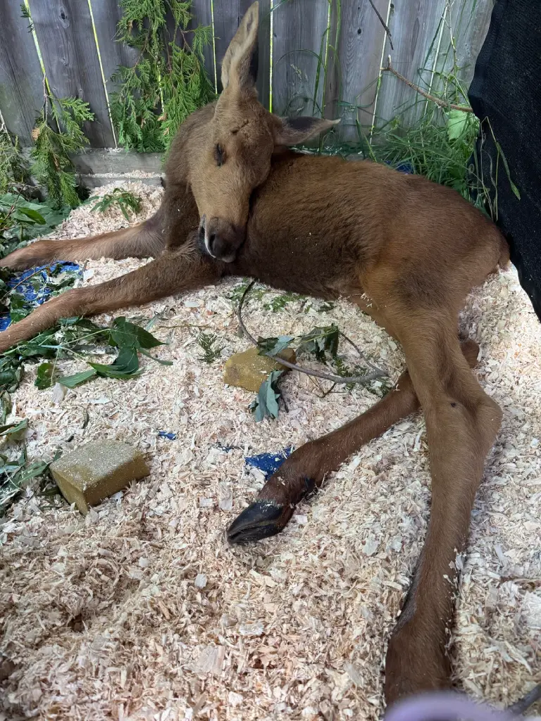 blind moose rescue