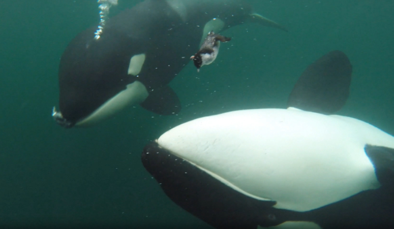 wild orca gifts to humans