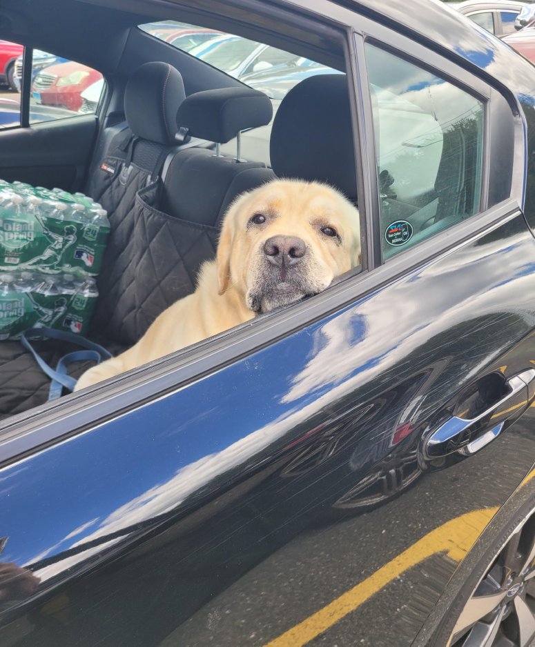 dog in car at bank