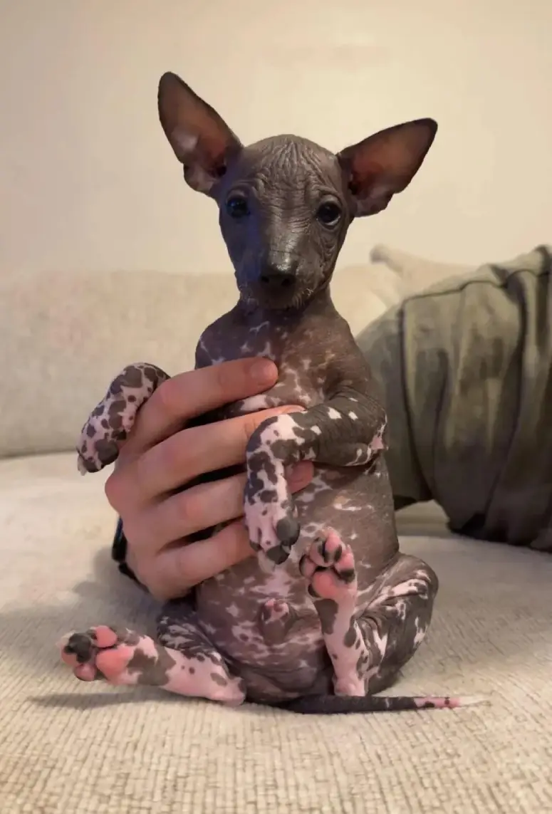 xolo dog