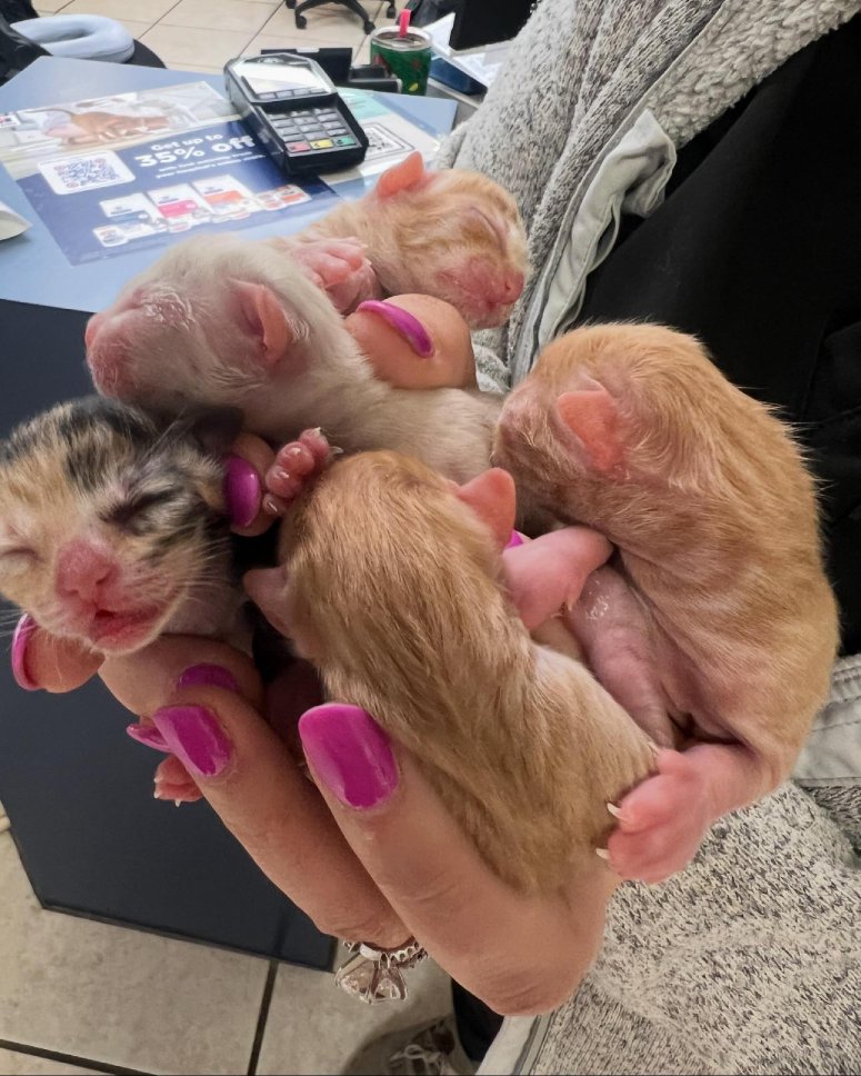 kittens