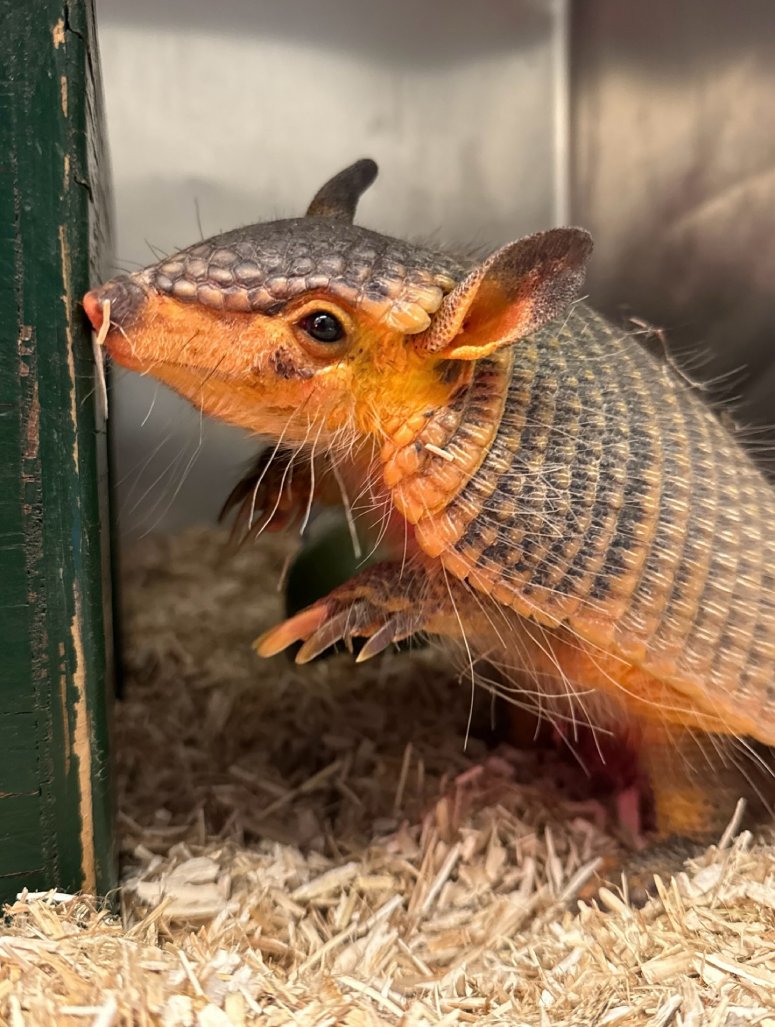 screaming hairy armadillo