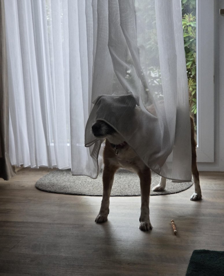 dog ghost
