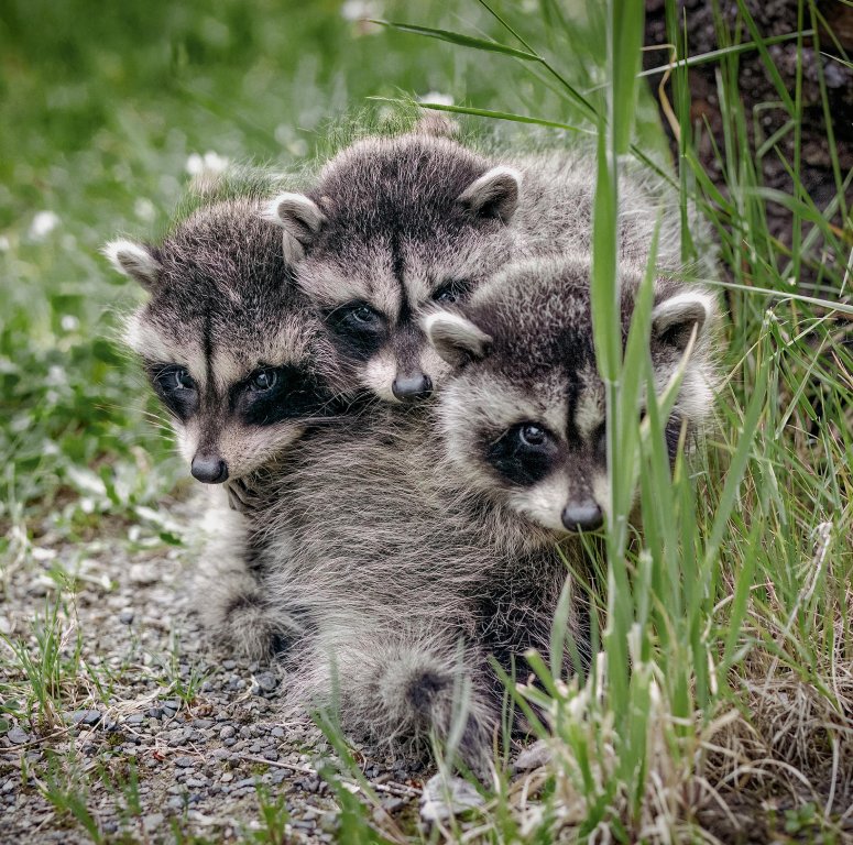 cute raccoon babies
