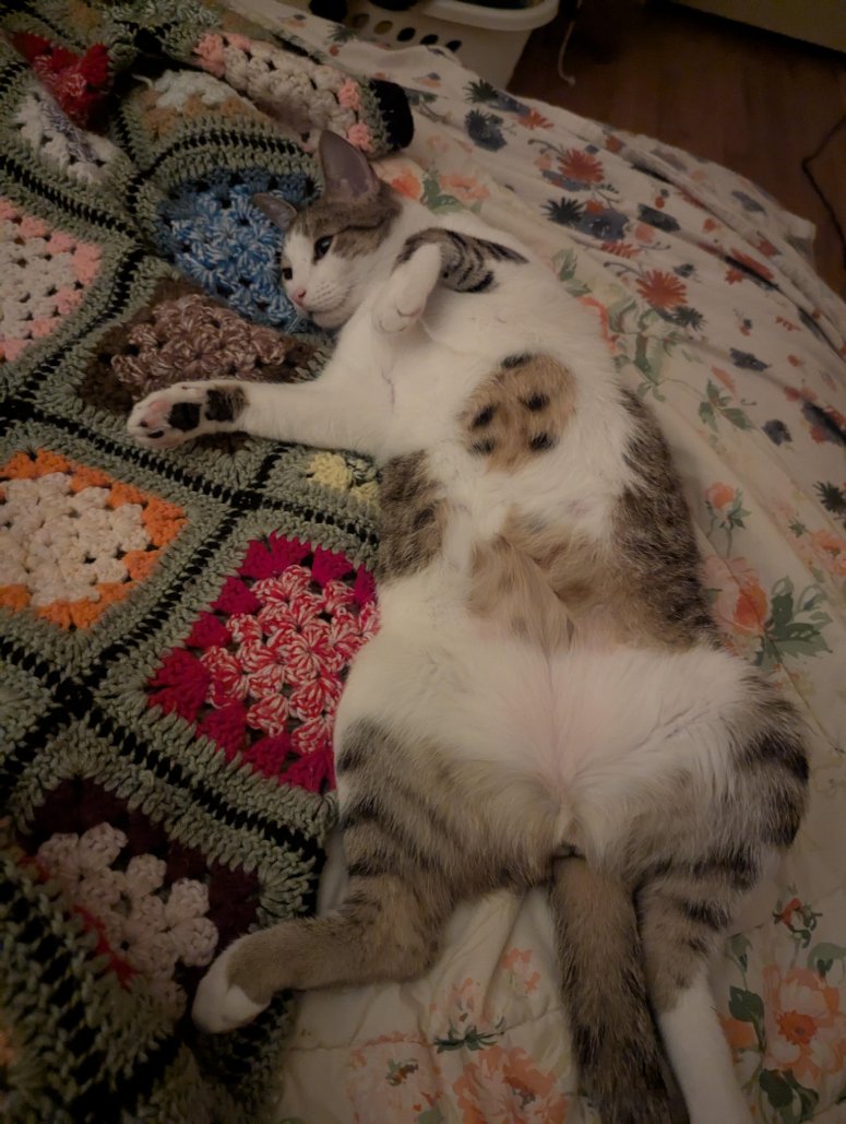 cat with cookie in belly
