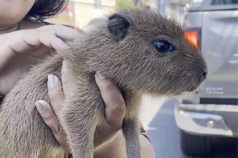 baby capybara