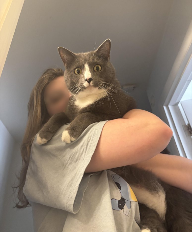 cat surprised face