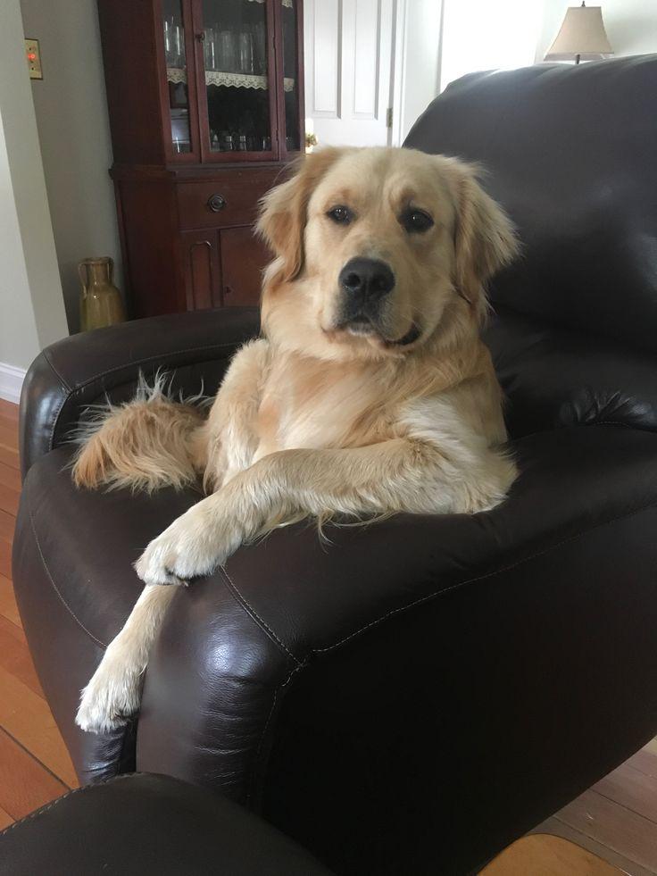 dog therapist