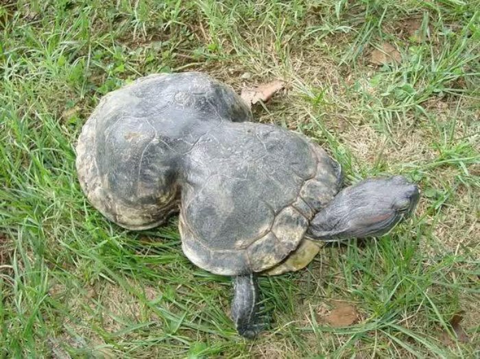 Peanut the turtle