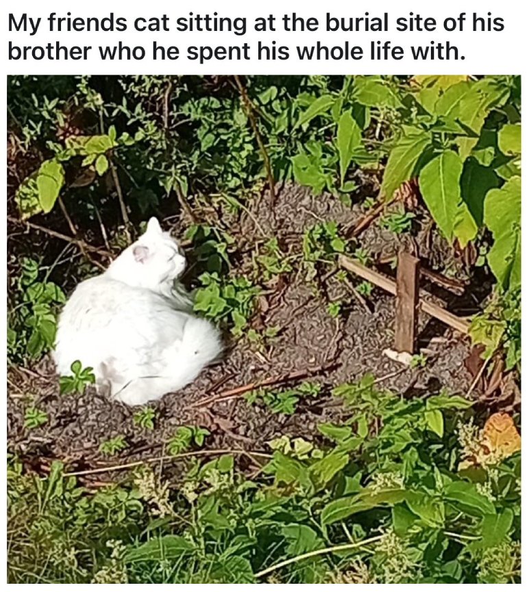 cat at burial site of best friend