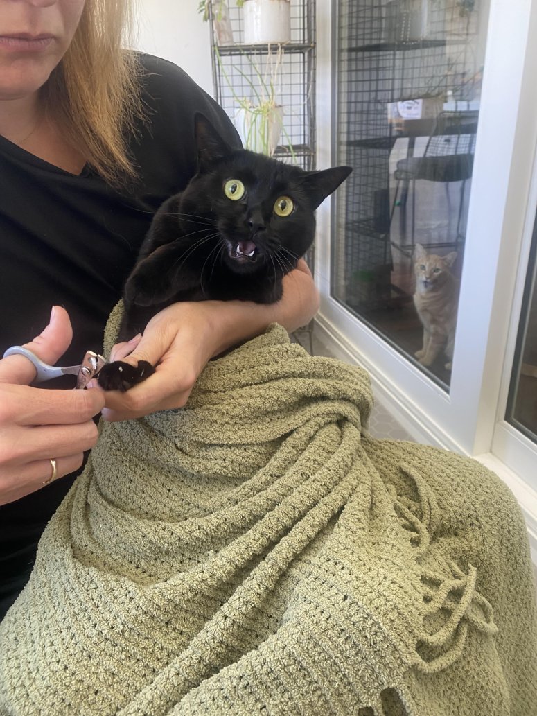 nail trimming cat funny