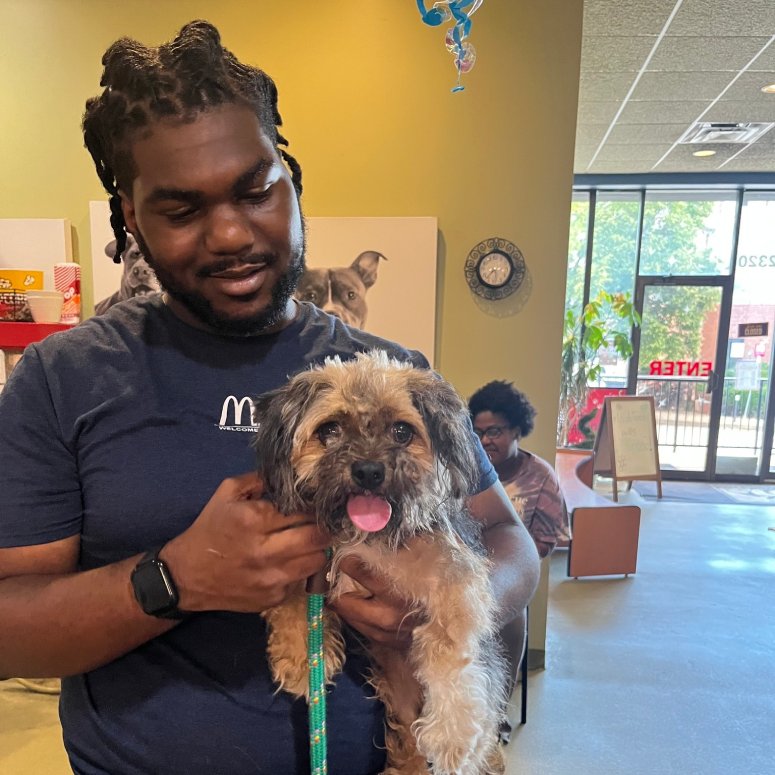 lost dog miracle stories