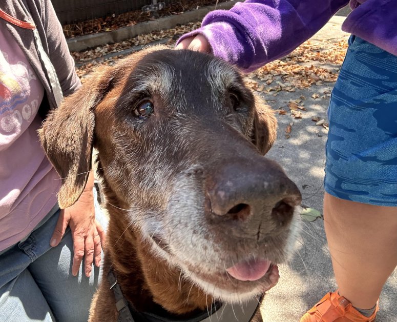 adopted senior dog