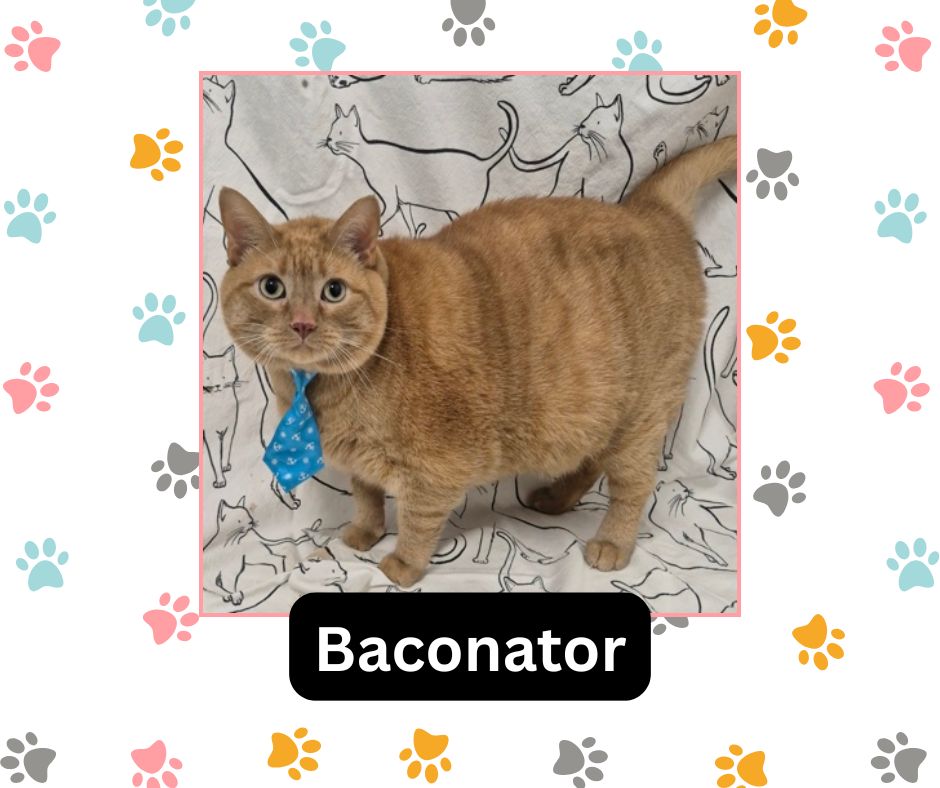 baconator cat