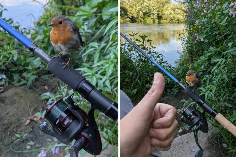 robin fishing