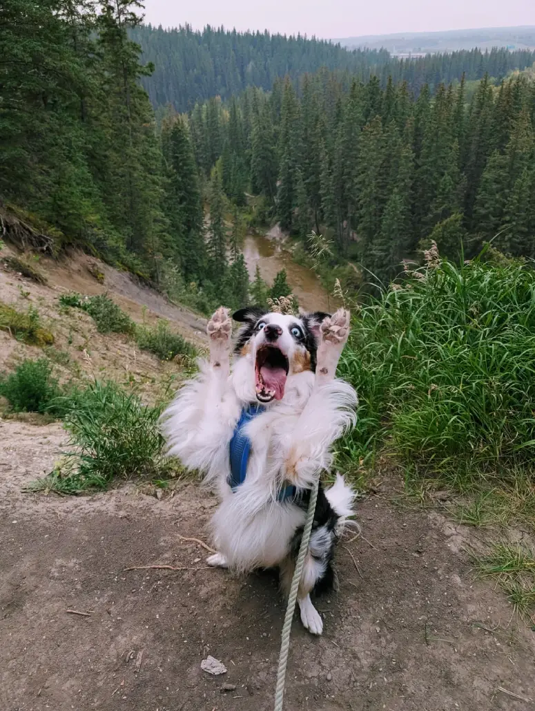 dog trees