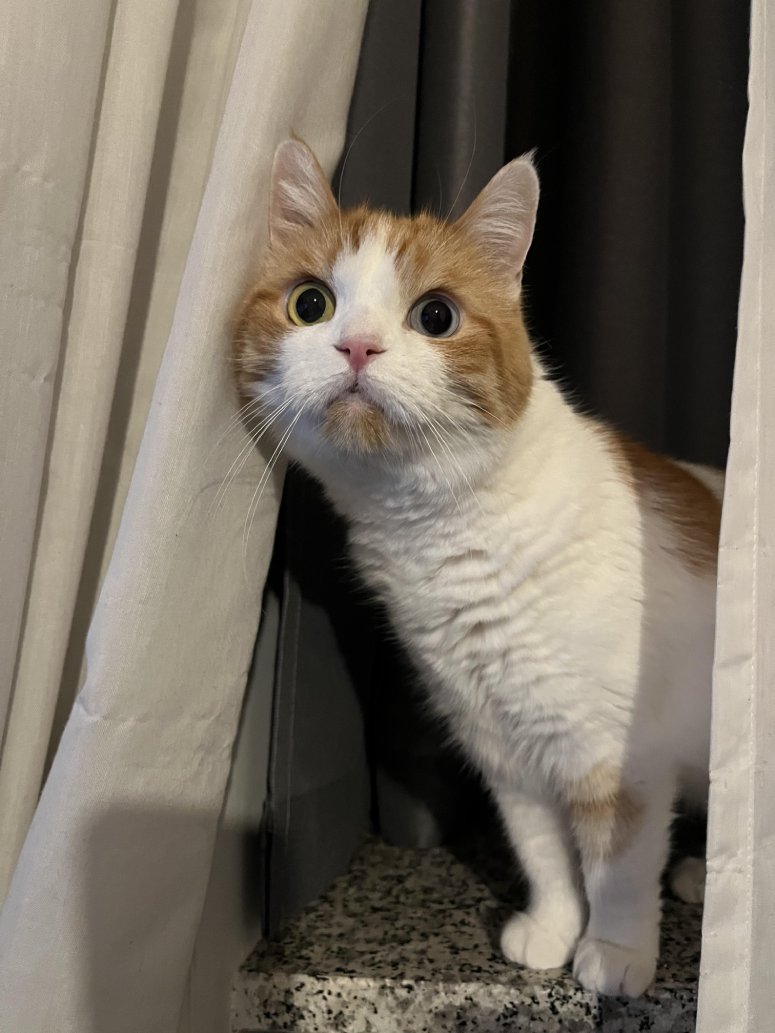 cat hears voice