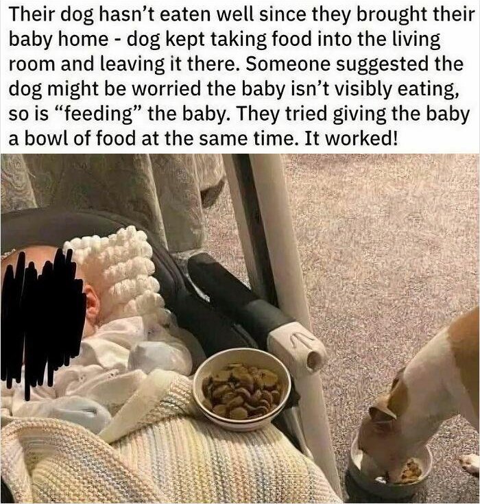 dog eating with baby