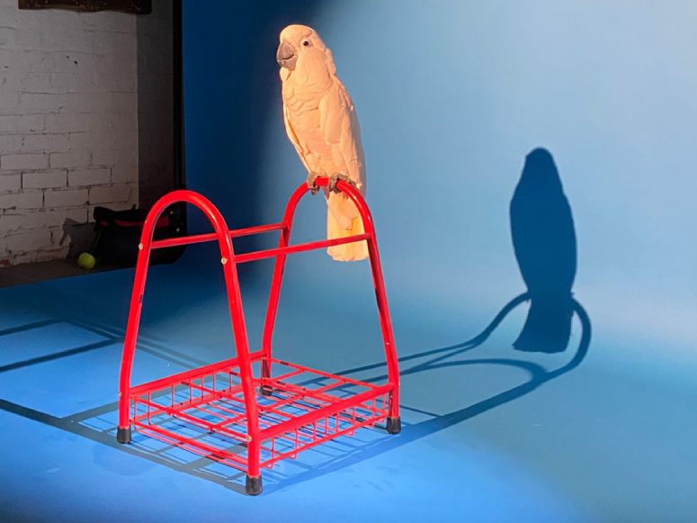 house bird actor