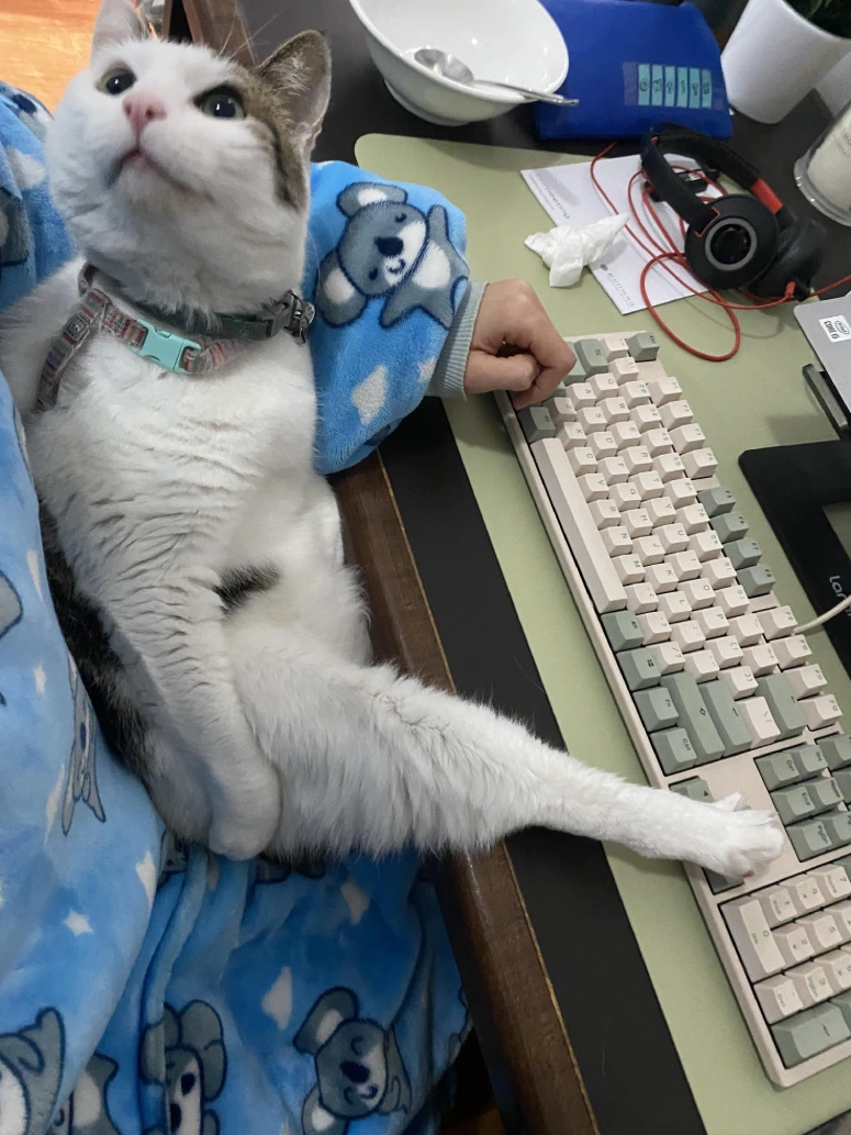 work colleague is cat