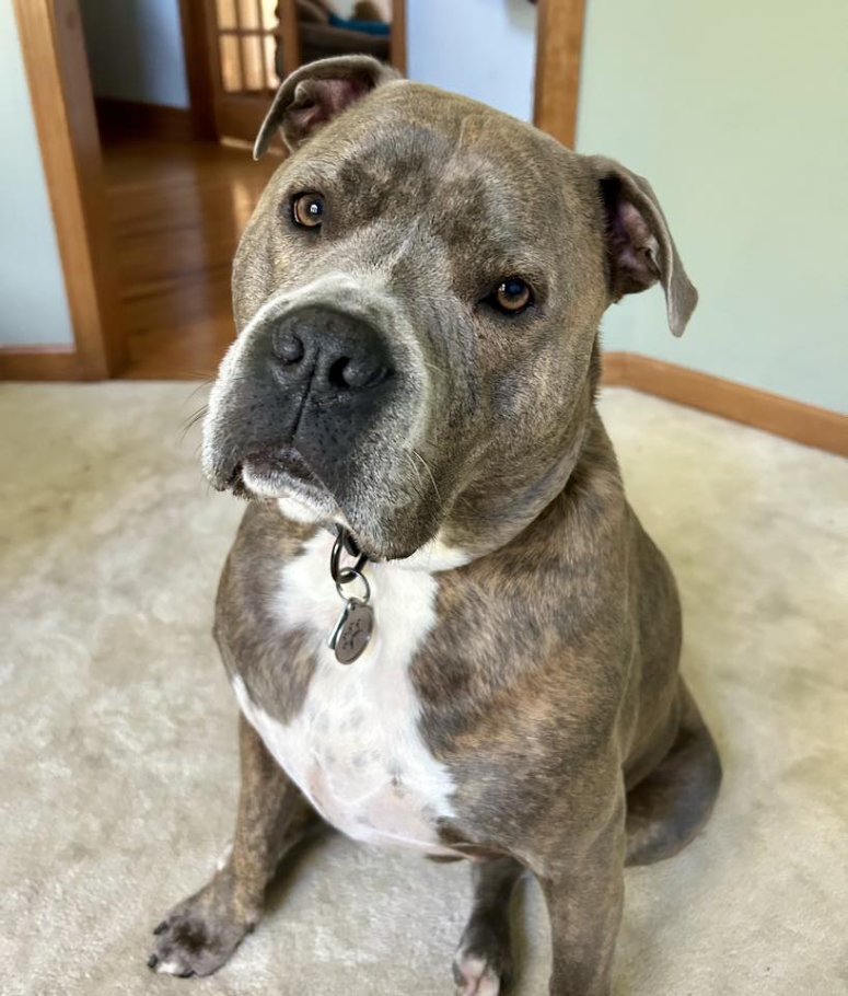 dog insists on leash rescue house fire
