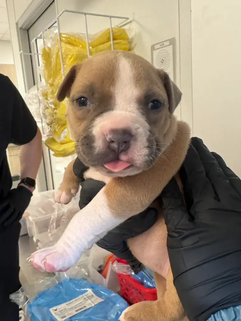 puppy cute