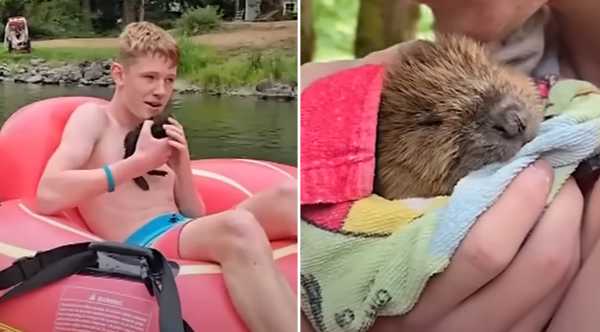 baby beaver jumps into teen arms