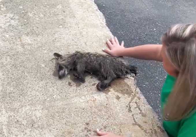 nurse saves drunk raccoon CPR
