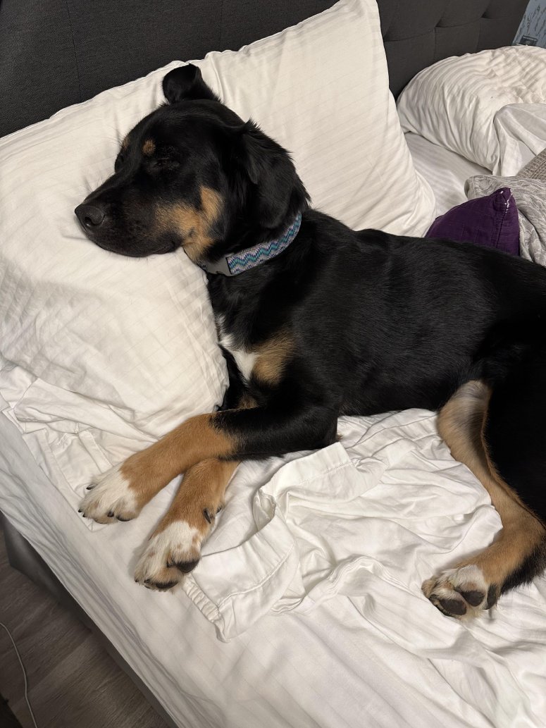 dog sleeps in bed