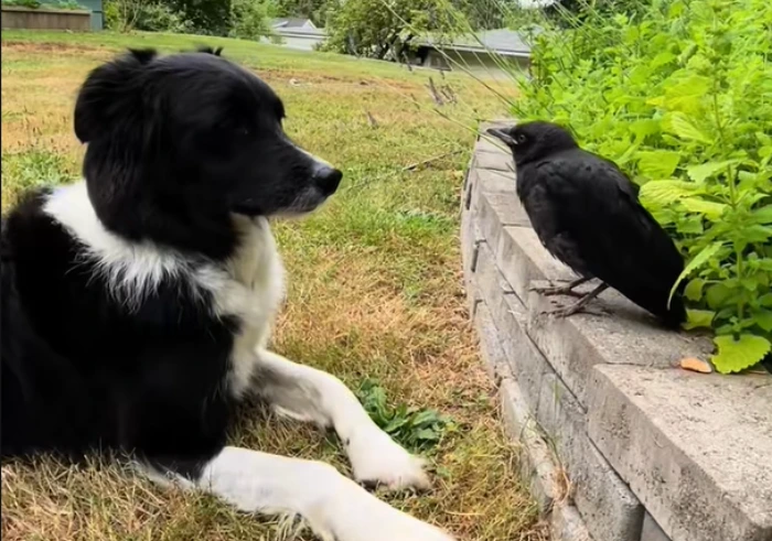 dog and crow best friends