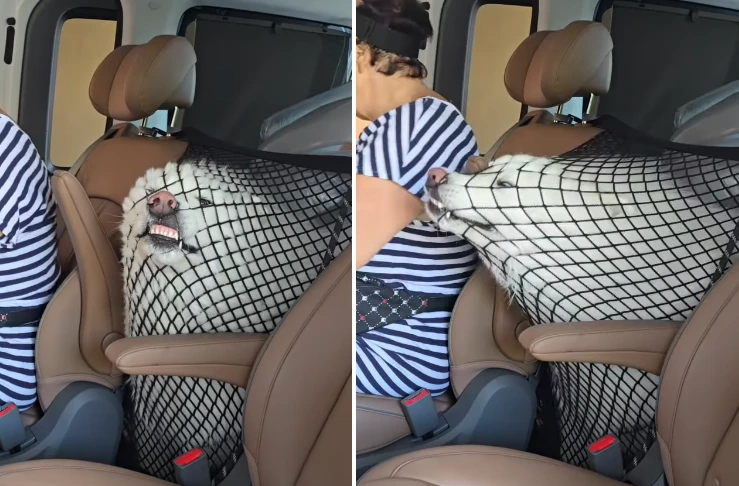 dog safety net in car funny video