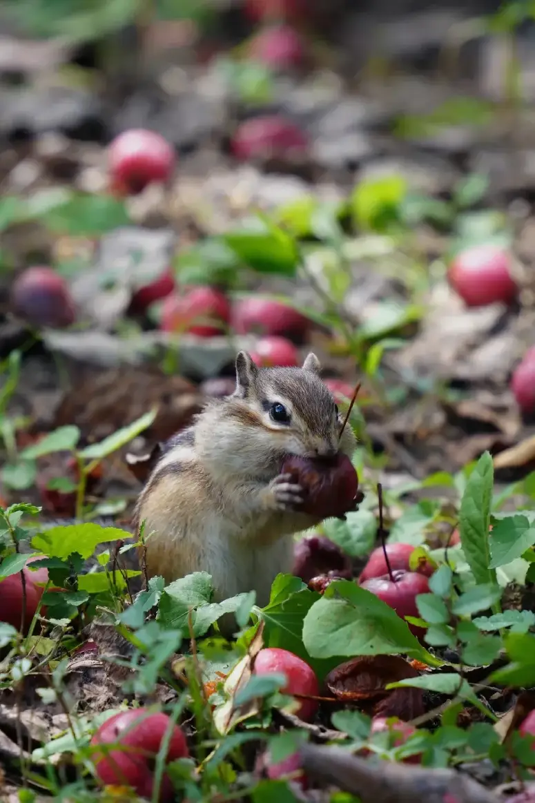 chipmunk