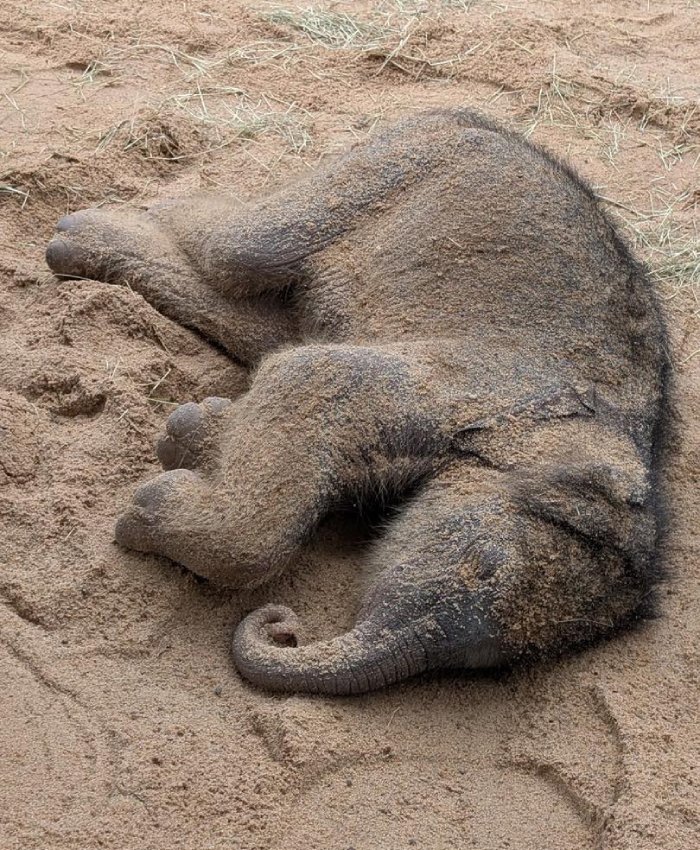 baby elephant