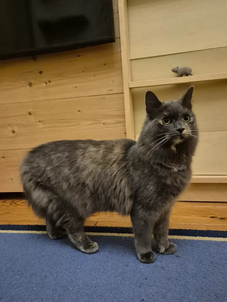 cat looks like alpaca