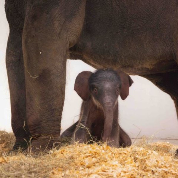 baby elephant