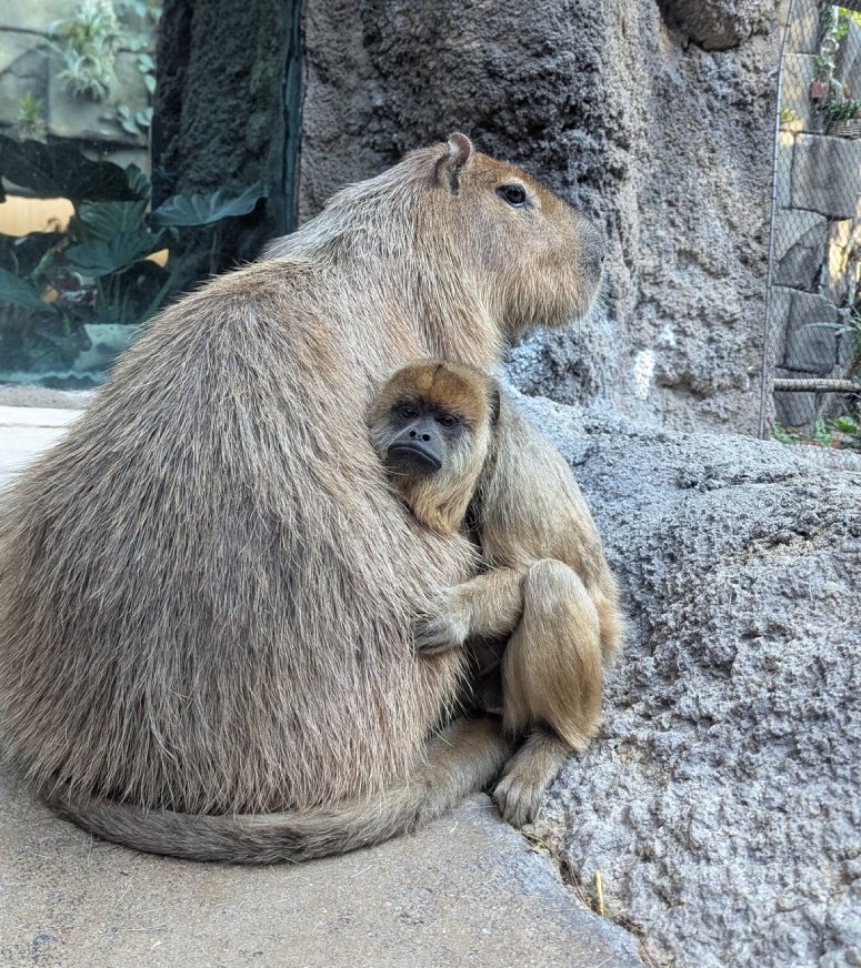 capybara and howler monkey friends