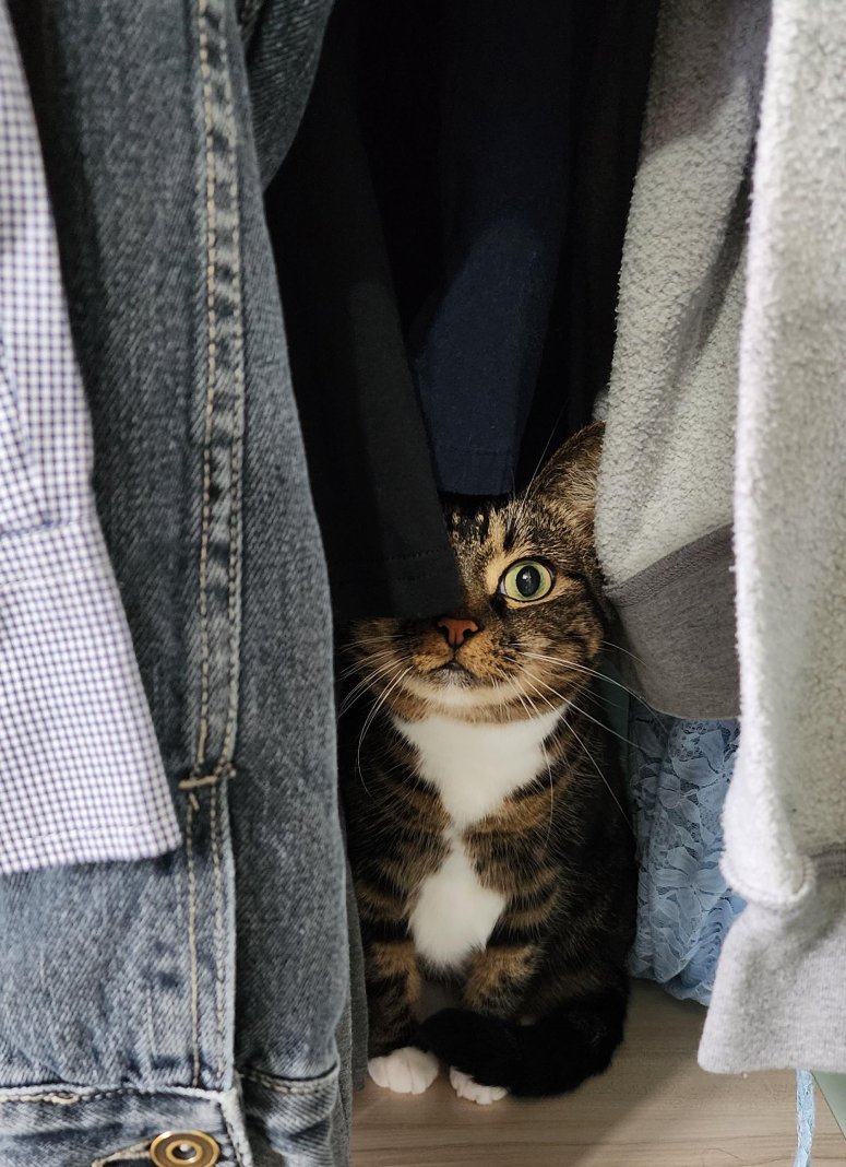 closet cat