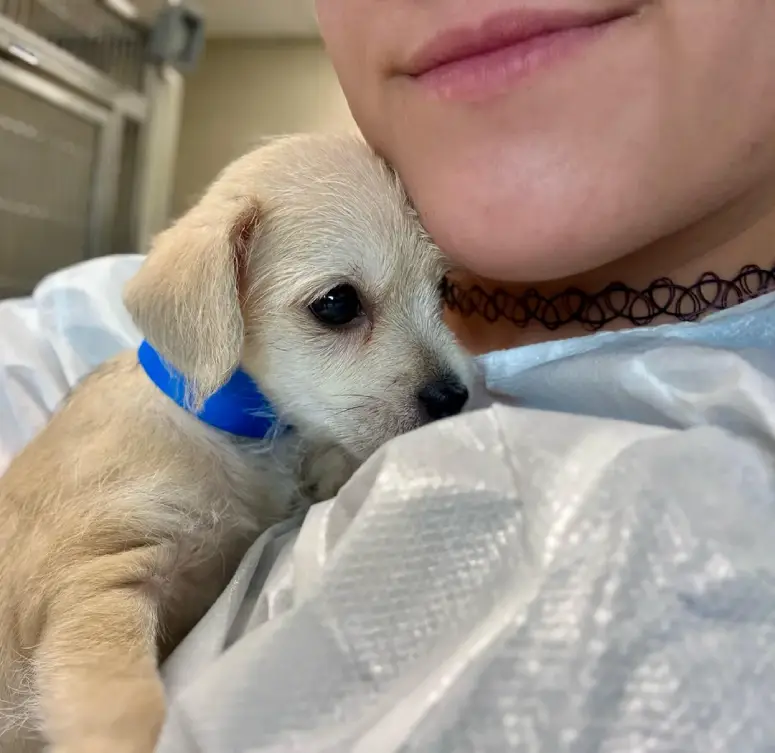 puppy at vet