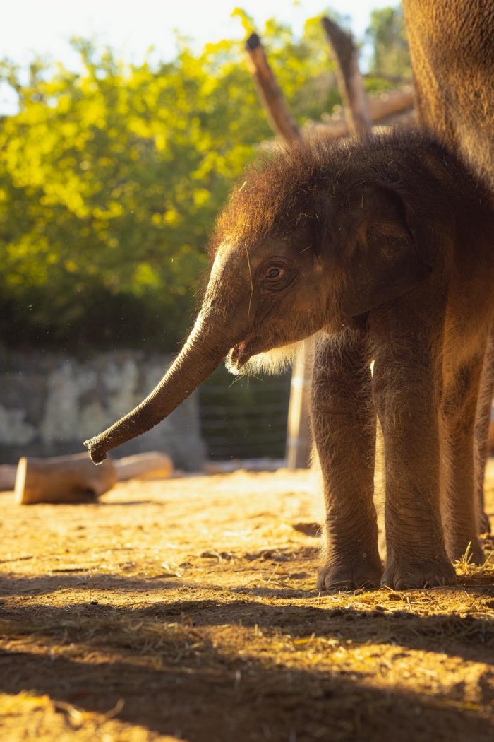 baby elephant