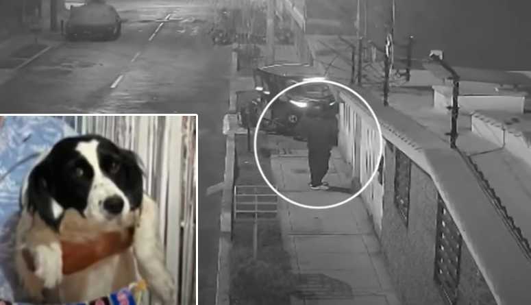 dog diffuses dynamite stick to save family