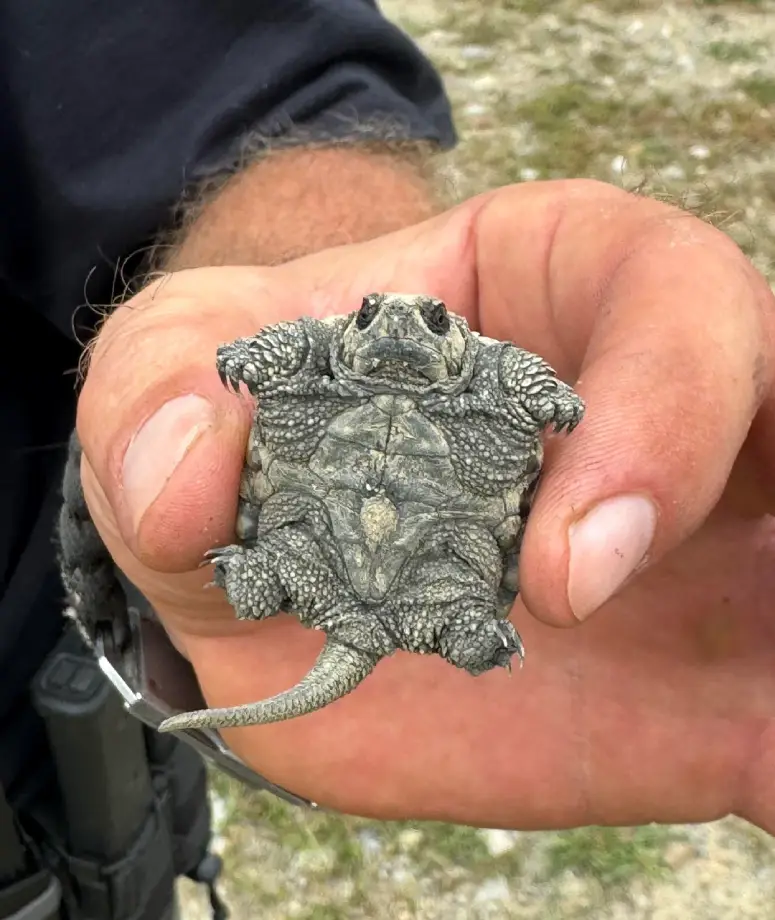 baby turtle