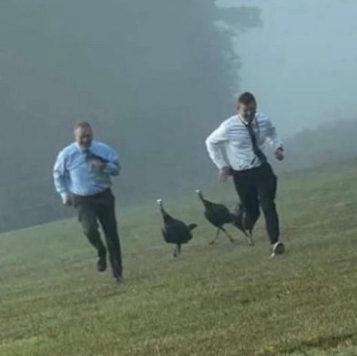 principals chased by turkeys