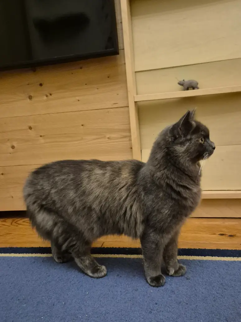 cat looks like alpaca