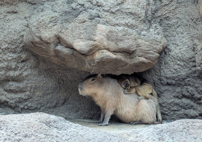 capybara and howler monkey friends