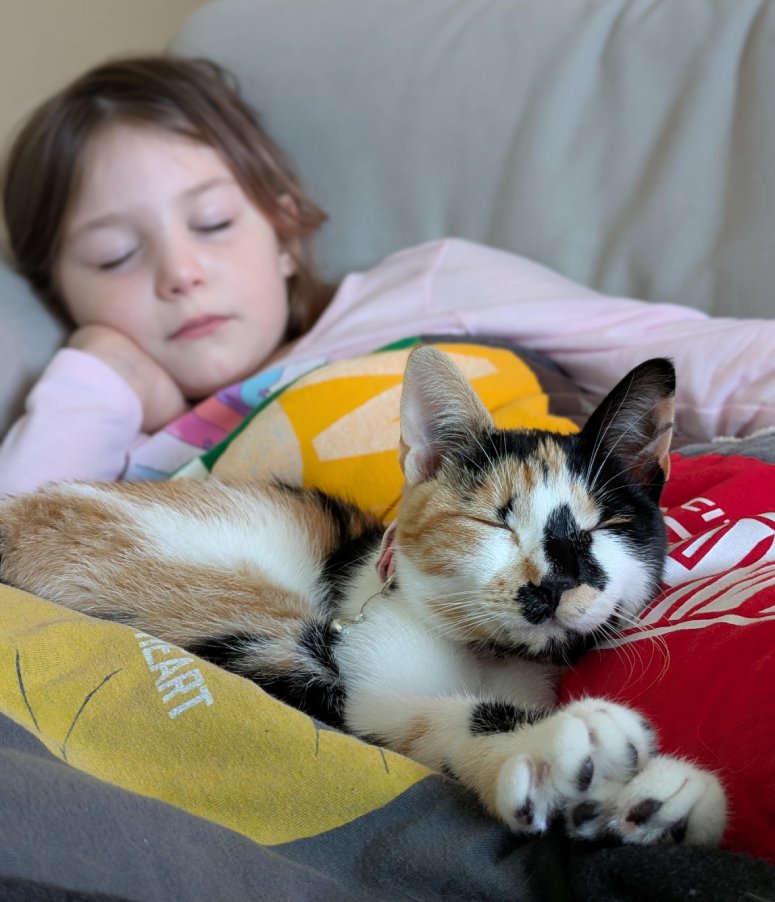 cat adoption