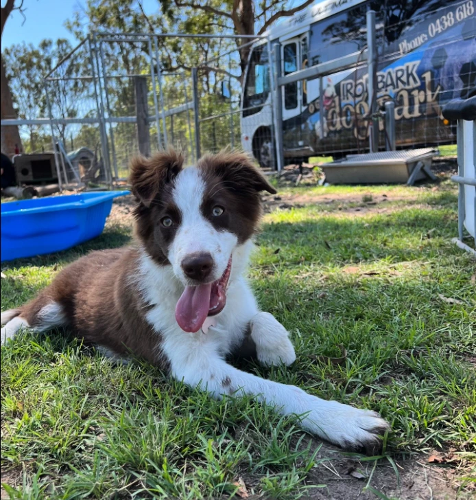 dog bus park