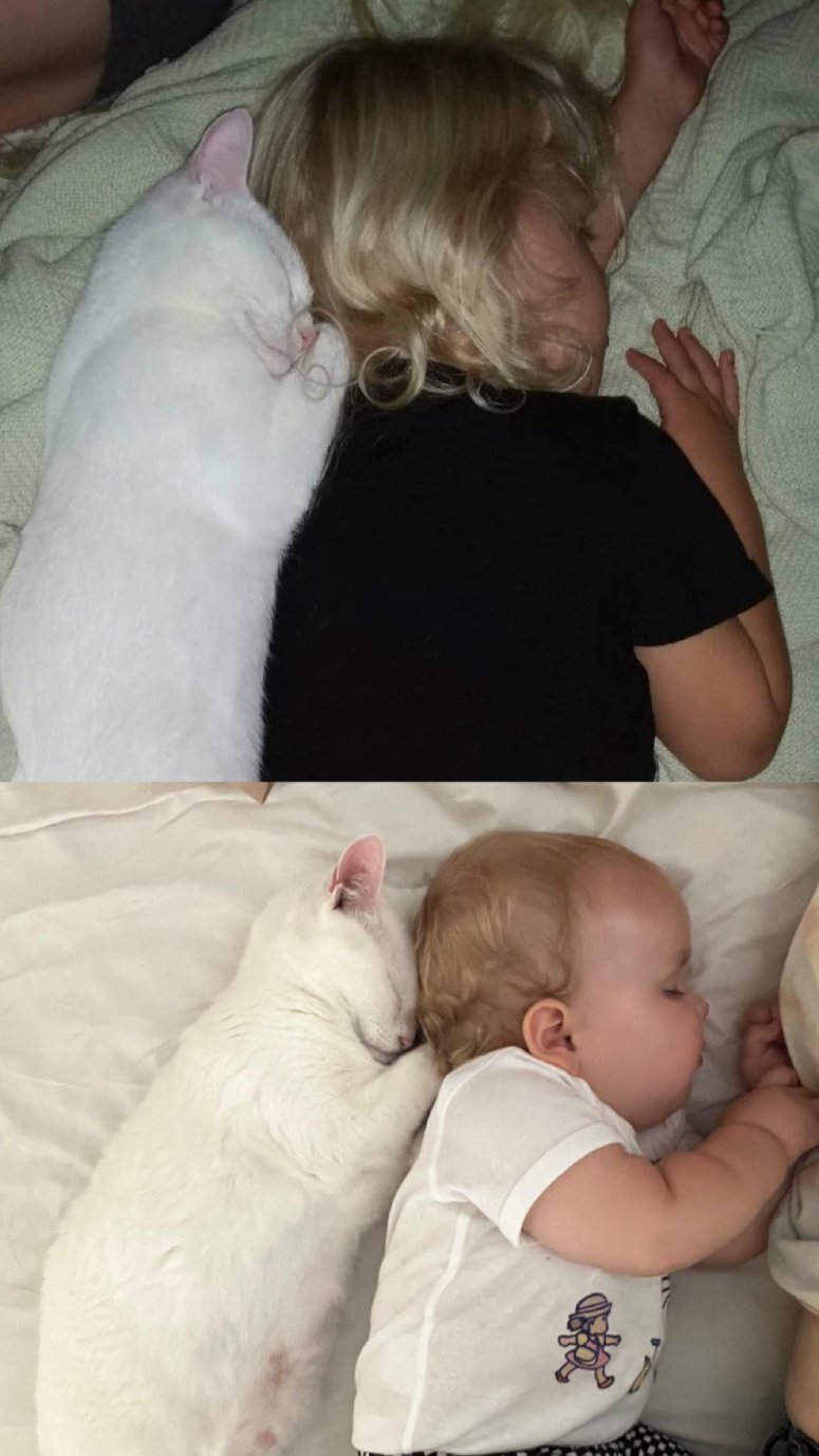 cat nanny