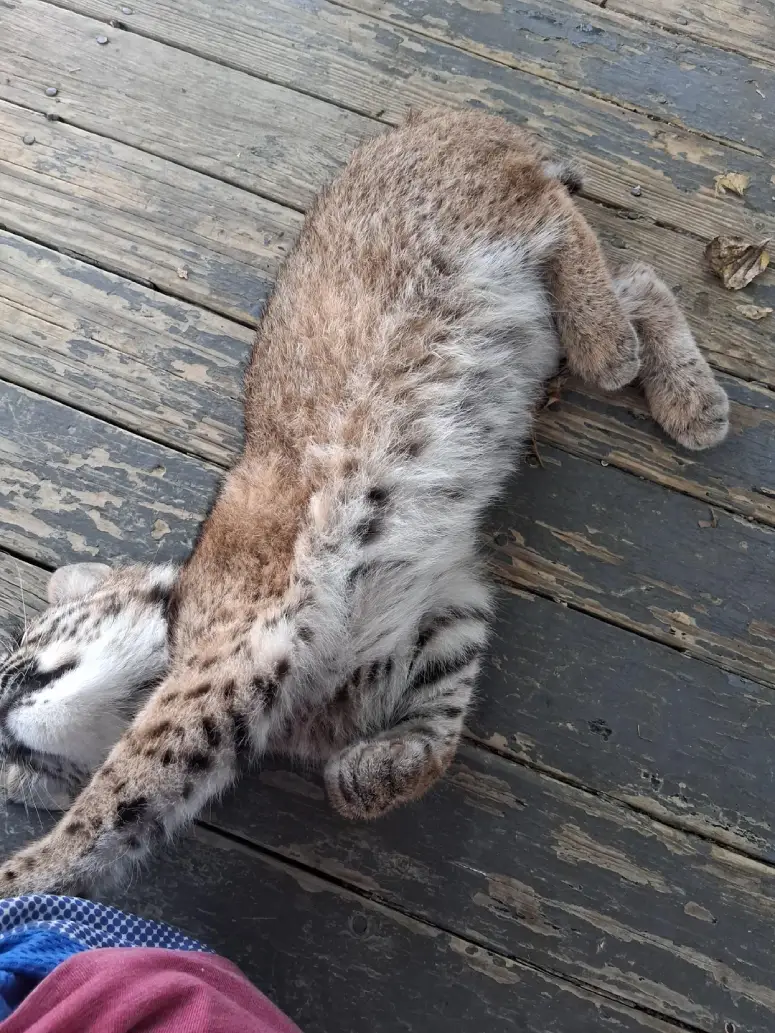 bobcat kitten befriends human