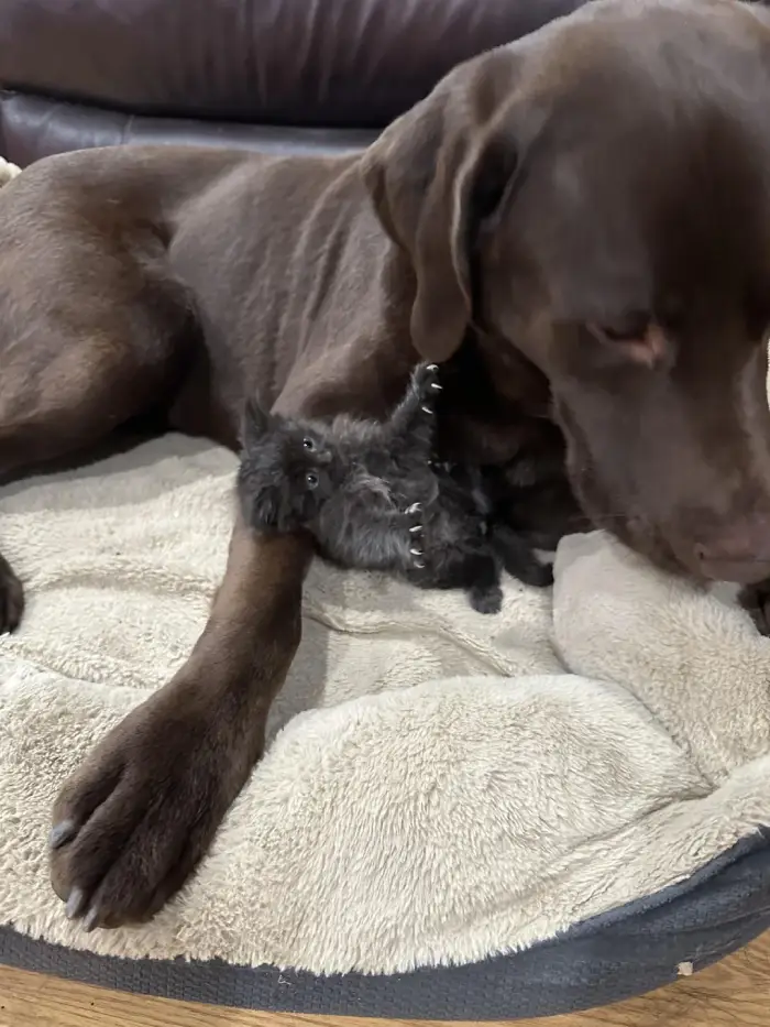 kitten with big dog